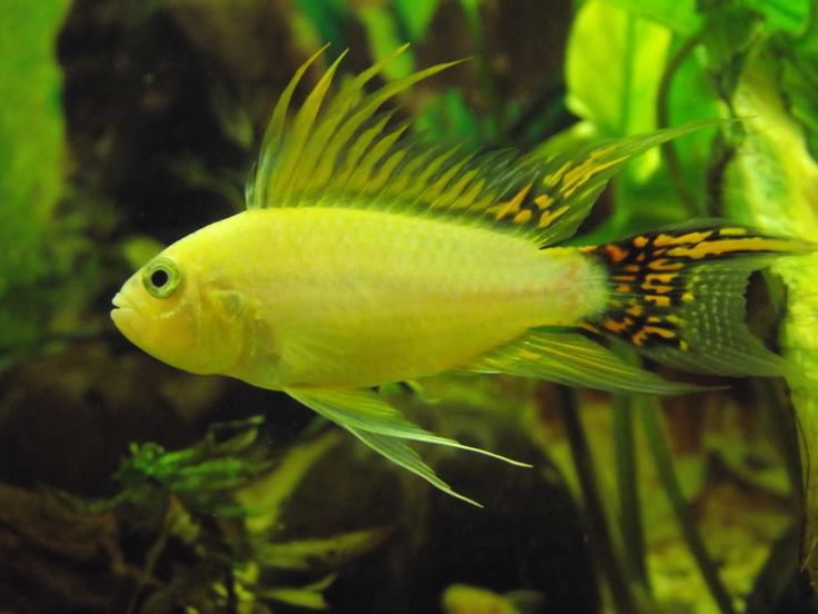 Lemon Cacatuoides Apistogramma