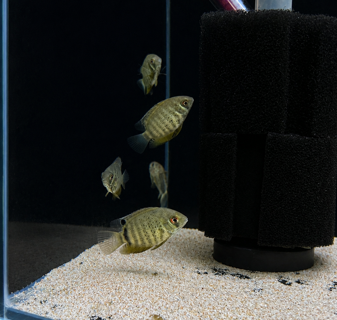 Green Severum