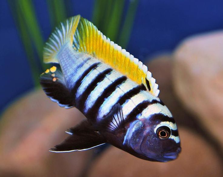 Mbuna cichlid with bold black and white vertical stripes, deep blue face and bright yellow dorsal fin swimming among rocks in freshwater aquarium background