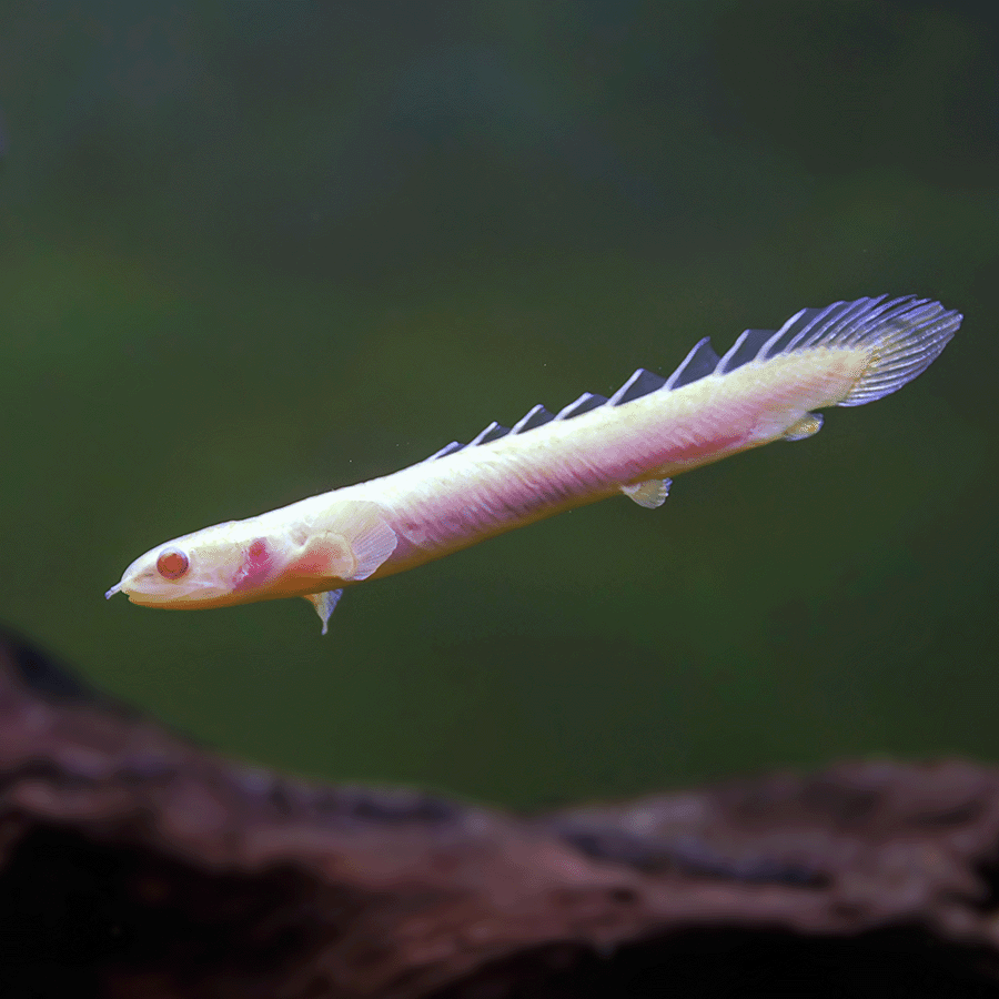 Albino Senegal Bichir