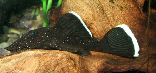 Starlight Bristlenose L183