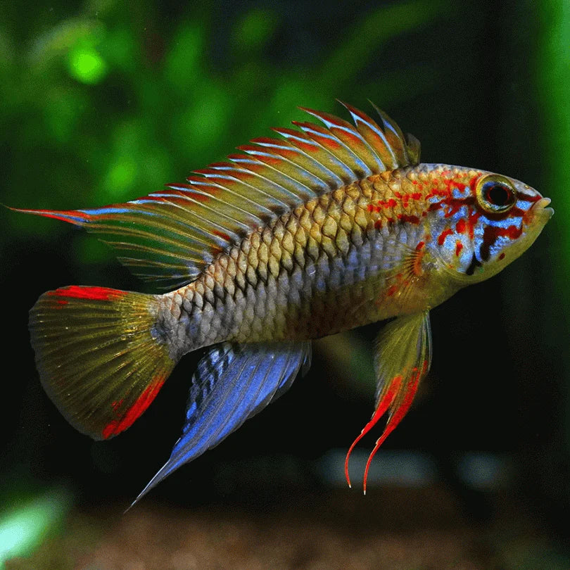 Red Neck Viejita Apistogramma