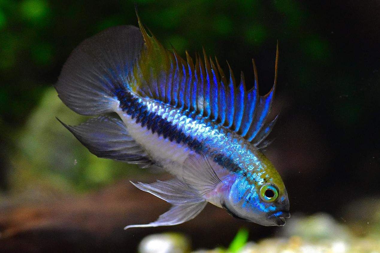 Apistogramma Trifasciata