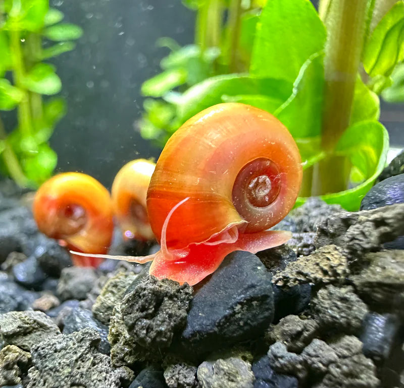 Ramshorn Snail