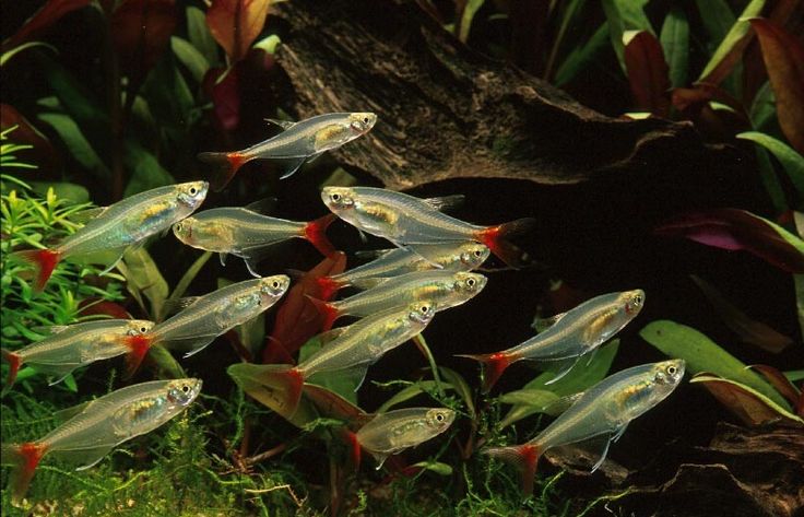 Glass Bloodfin