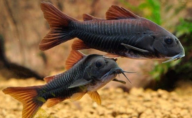 Black Schultzei Corydoras
