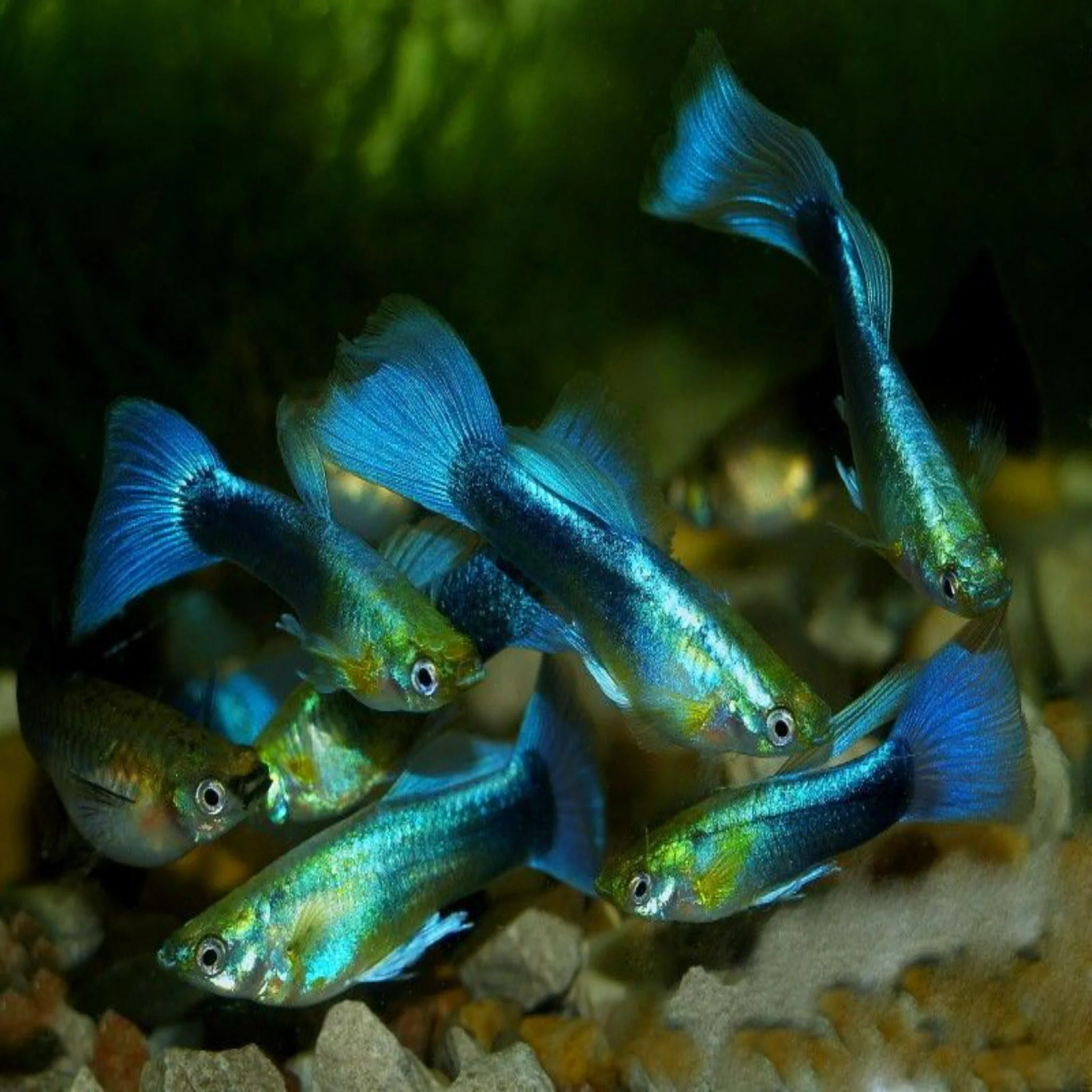 Blue Neon Guppy Pair