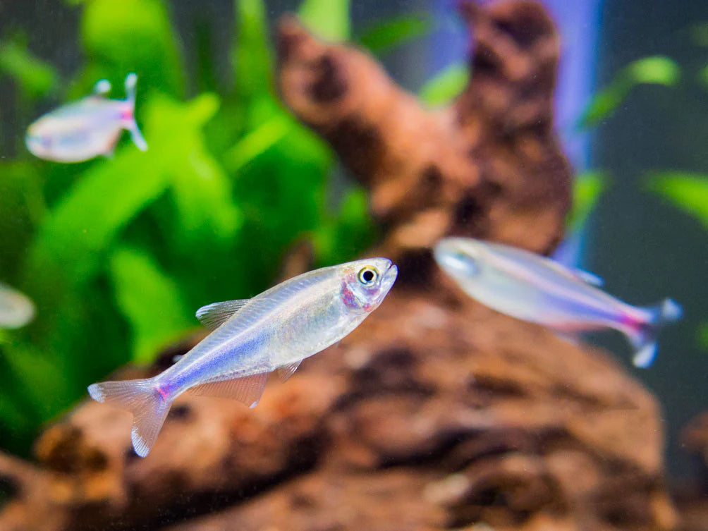 Blue Cochu Tetra