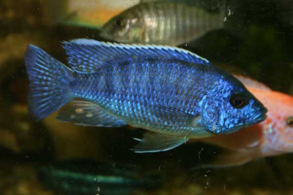 Blue Peacock Cichlid
