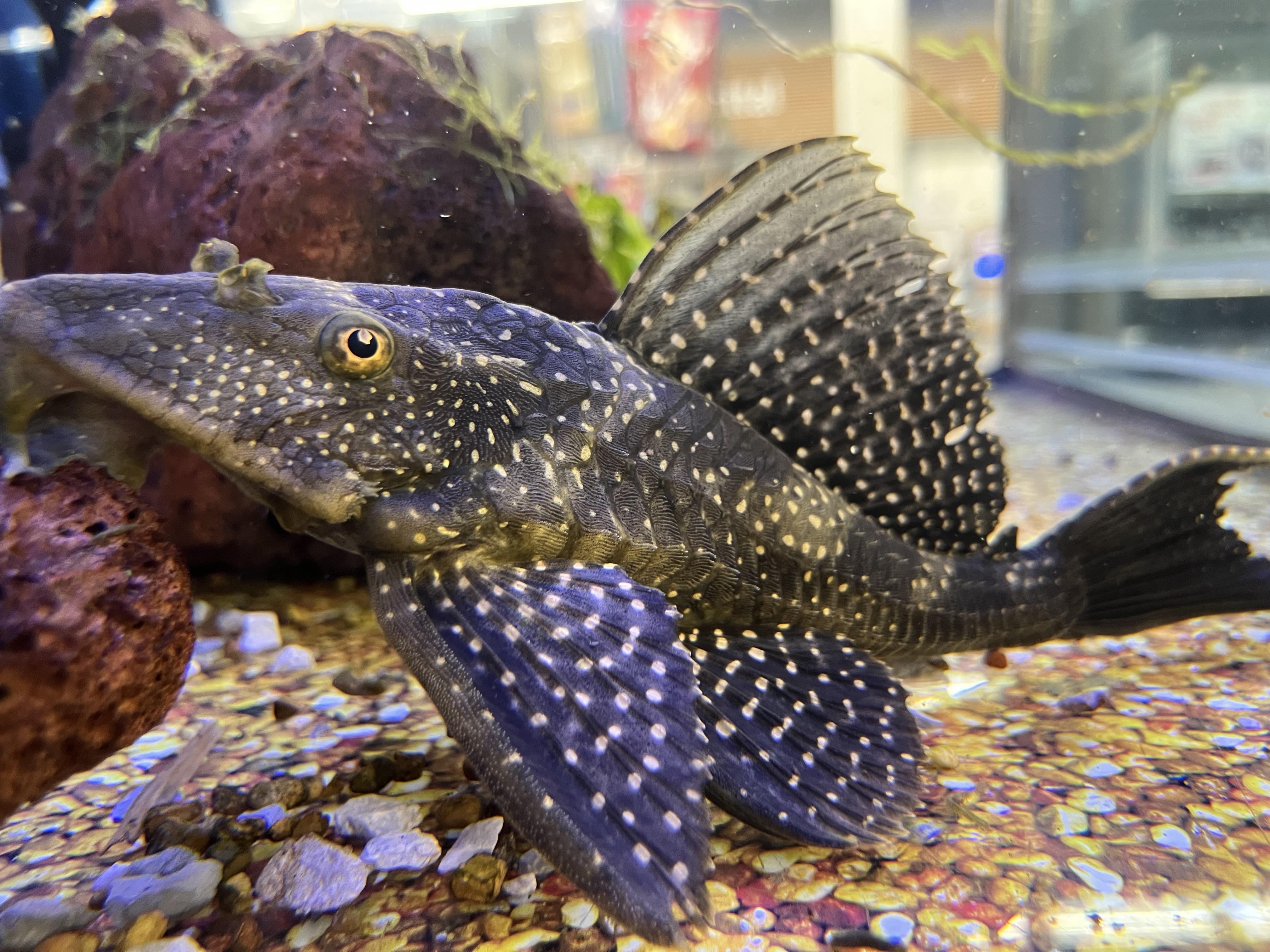 Common Pleco (Hypostomus)