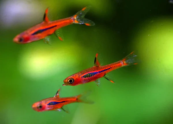 Chilli Rasbora