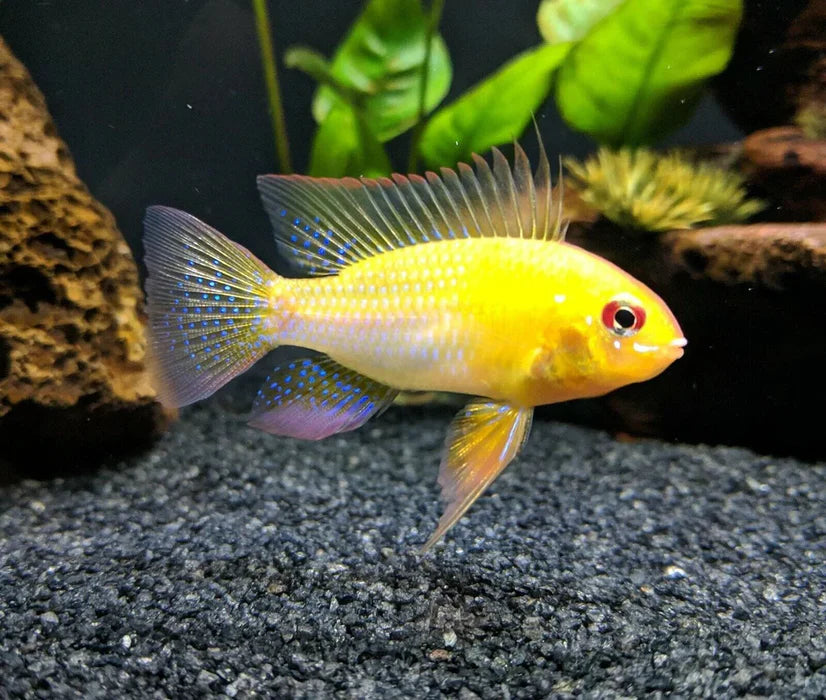 Gold Ram