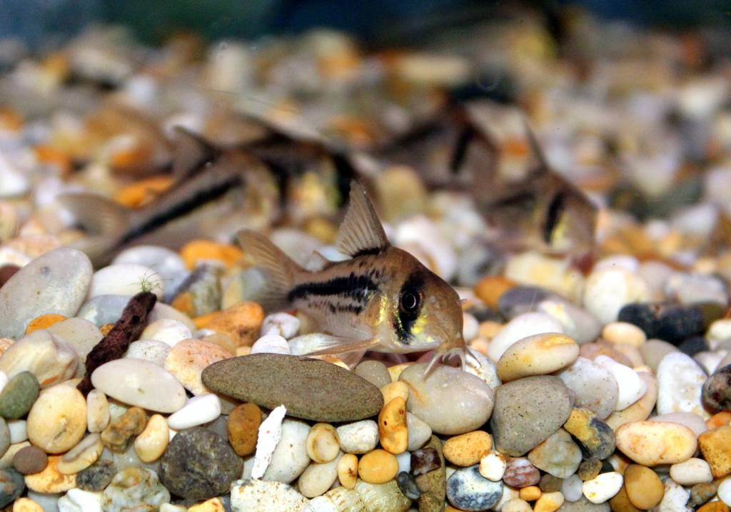 Axelrodi Corydoras