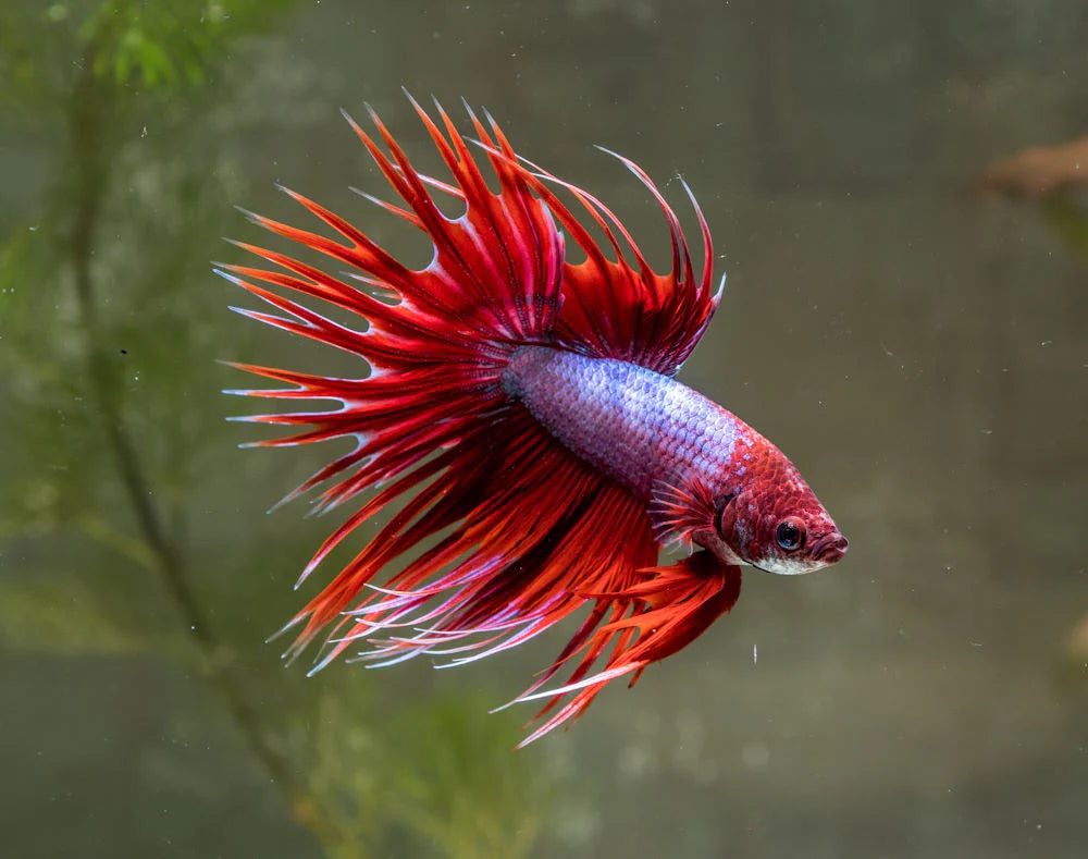 Assorted Crowntail Male Betta