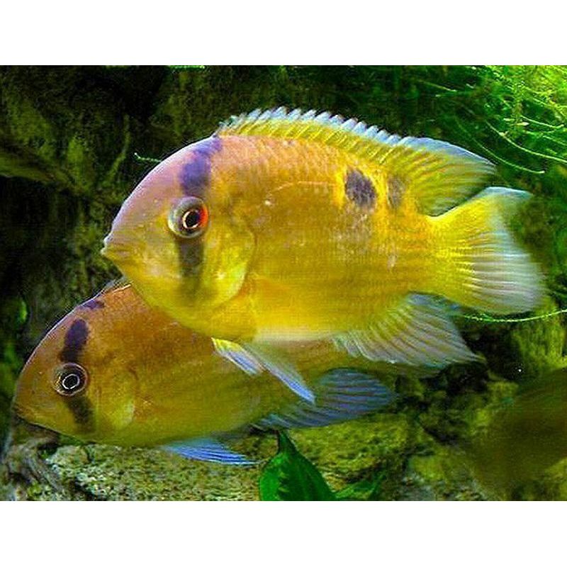 Keyhole Cichlid