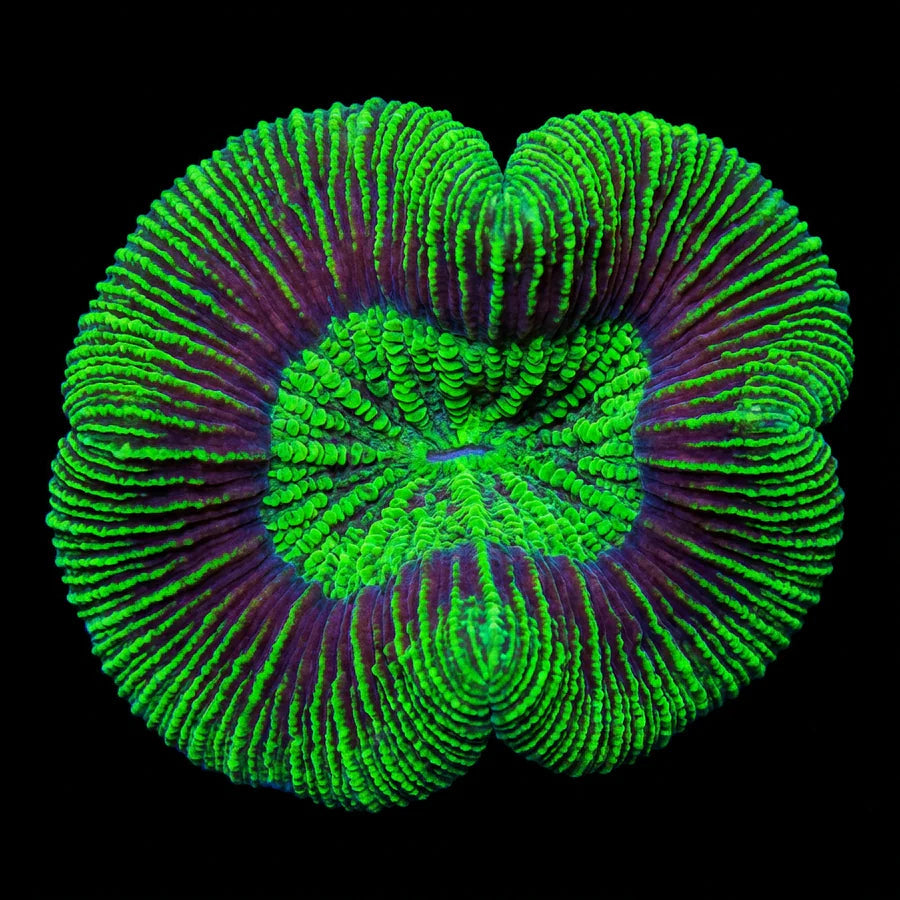 Toxic Green Trachyphyllia