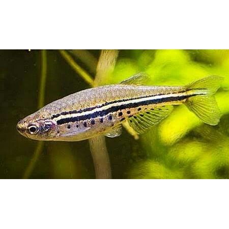 Dwarf Spotted Danio (Danio Nigrofasciatus)