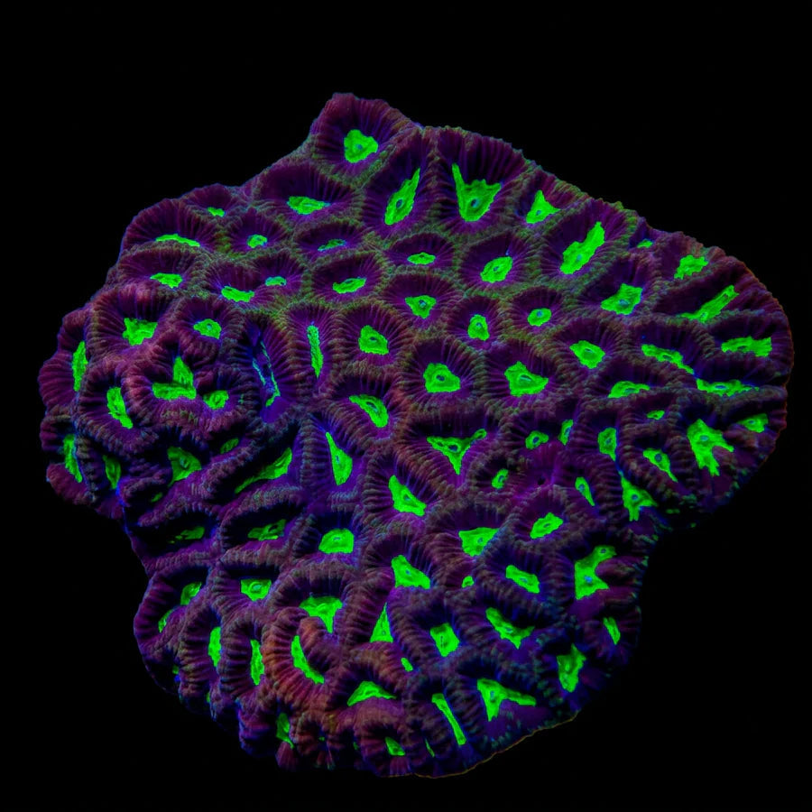 Toxic Green Eye Goniastrea Fragment