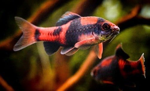 Melon Barb