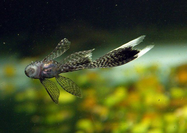Brown Longfin Bristlenose