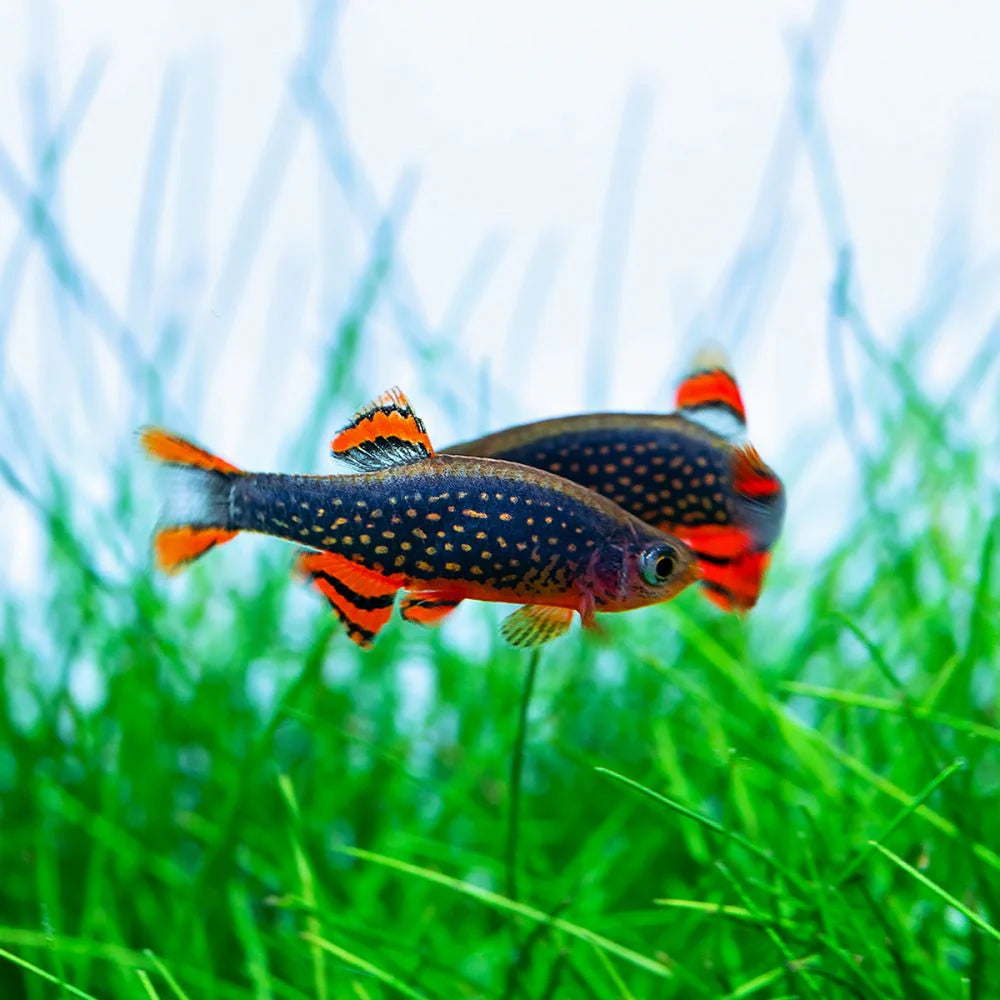 Celestial Pearl Danio (CPD)