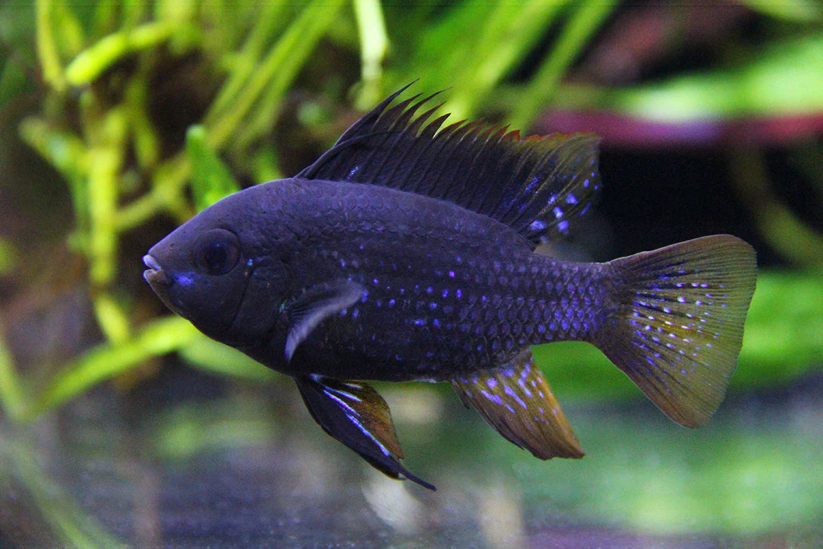 Dark Knight Black Ram