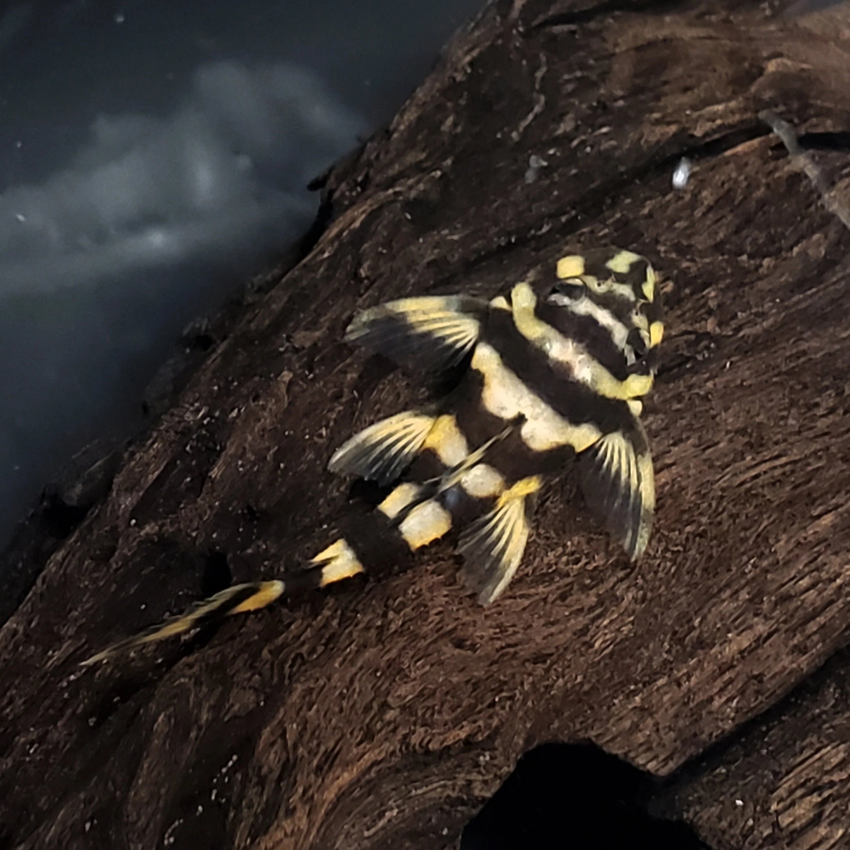 Butterfly Pleco (L168)