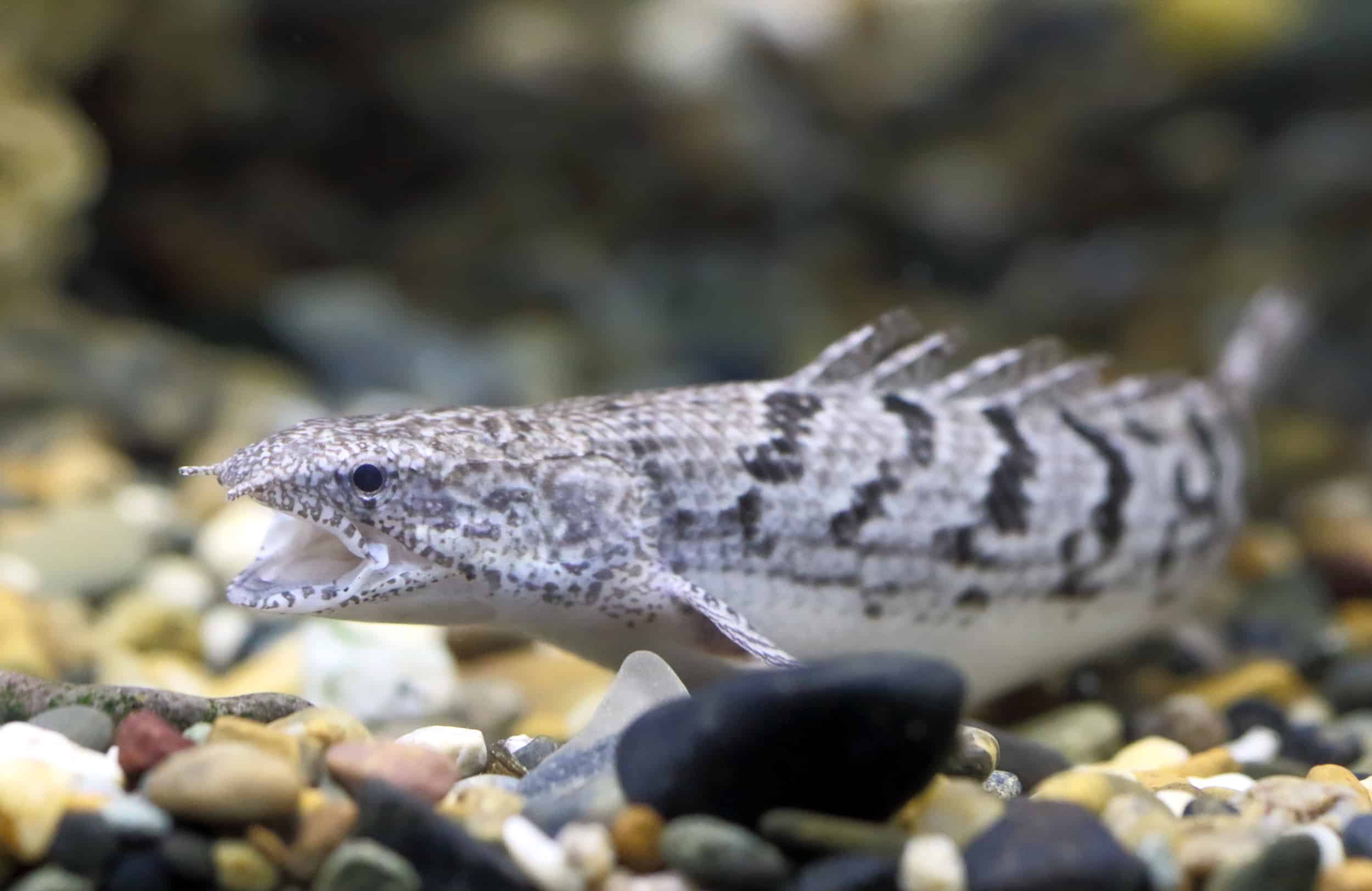 Delhezi Bichir