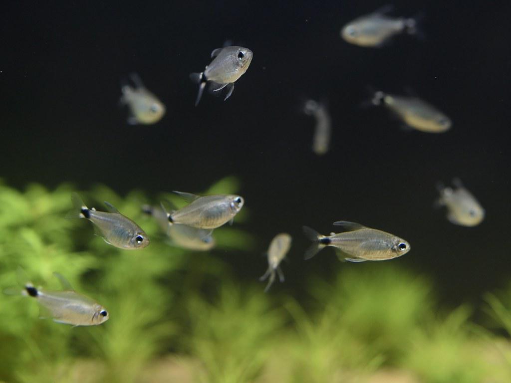 Reed tetra
