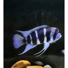 Frontosa Cichlid