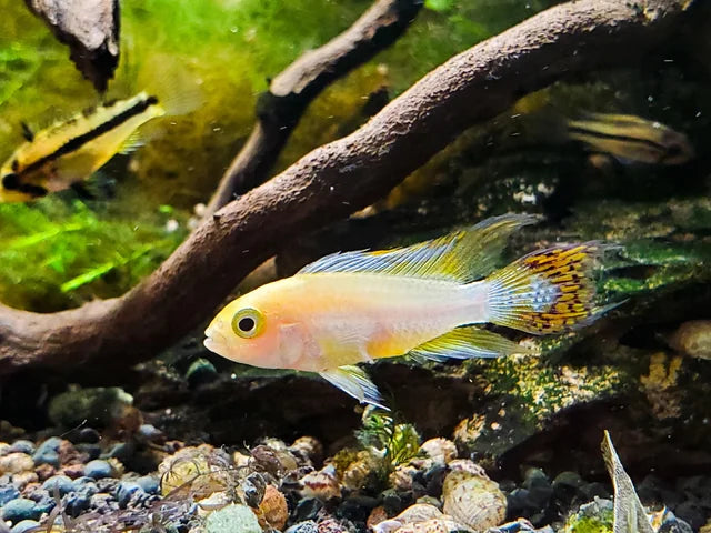 Apistogramma Cacatuoides Super Red Albino