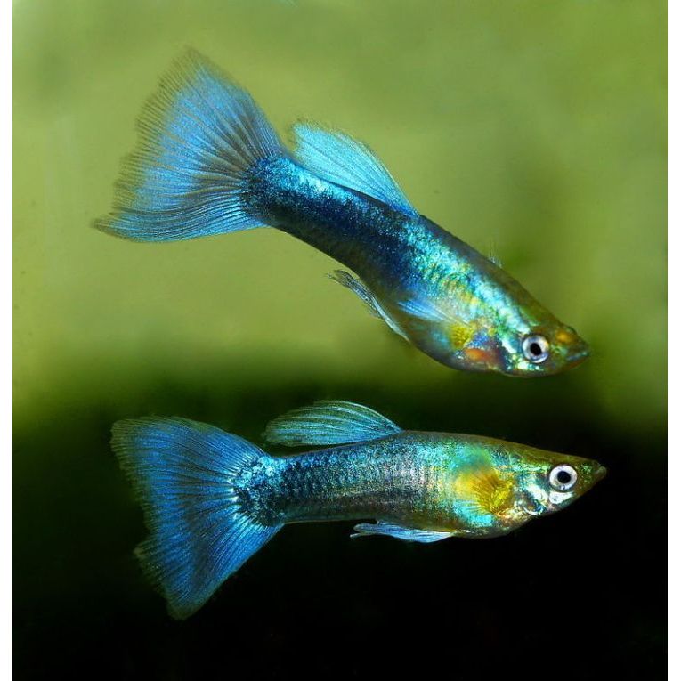 Male Fancy Guppy