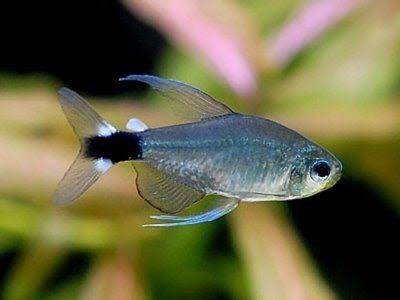 Reed tetra