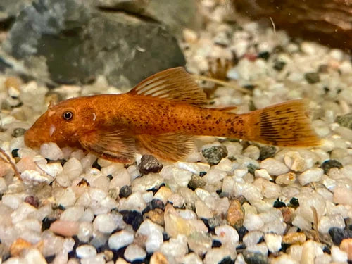 Super Red Calico Bristlenose
