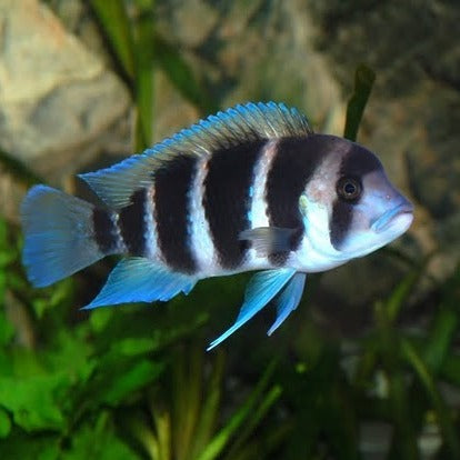 Frontosa Cichlid