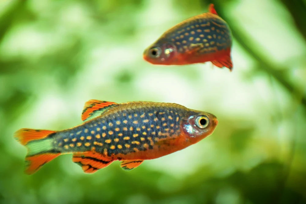 Celestial Pearl Danio (CPD)