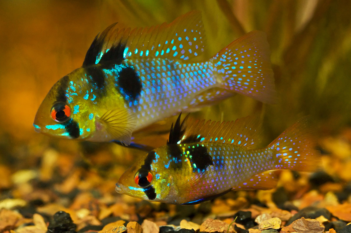 German Blue Ram