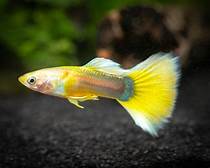 German Yellow Guppy Pair