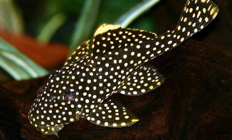 Gold Nugget Pleco