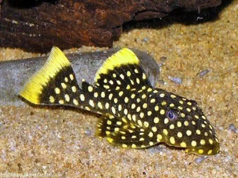 Gold Nugget Pleco