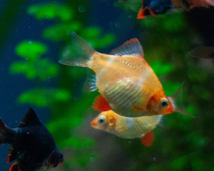 Gold Tiger Barb