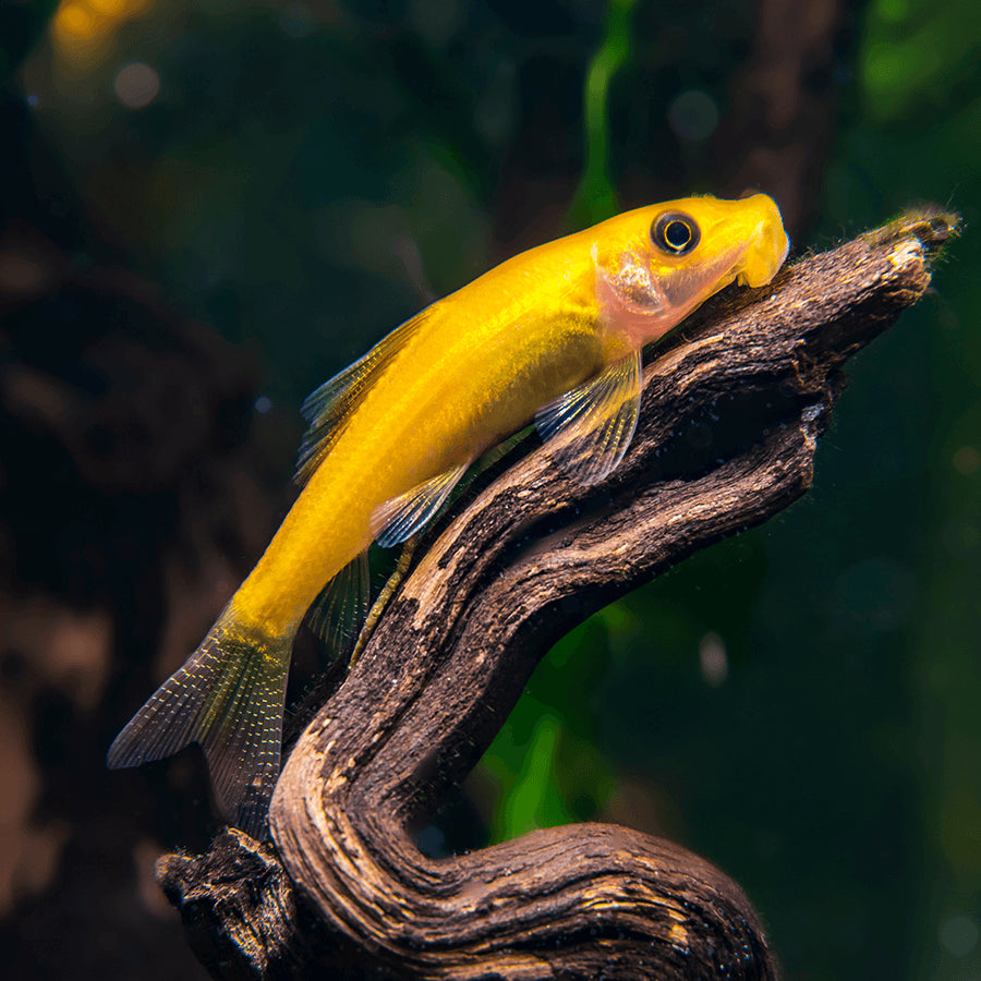 Chinese Algae Eater