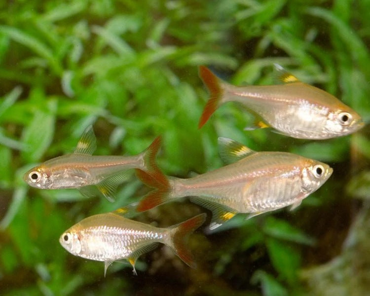 Golden Pristella Tetra