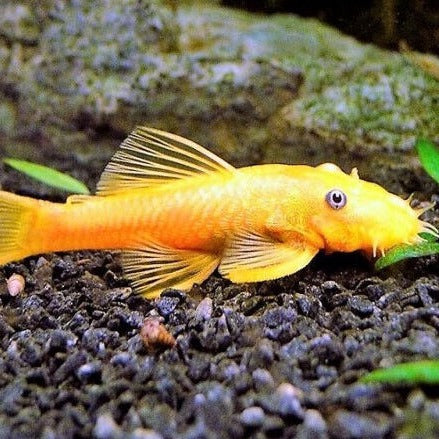 Bristlenose Catfish Gold Small