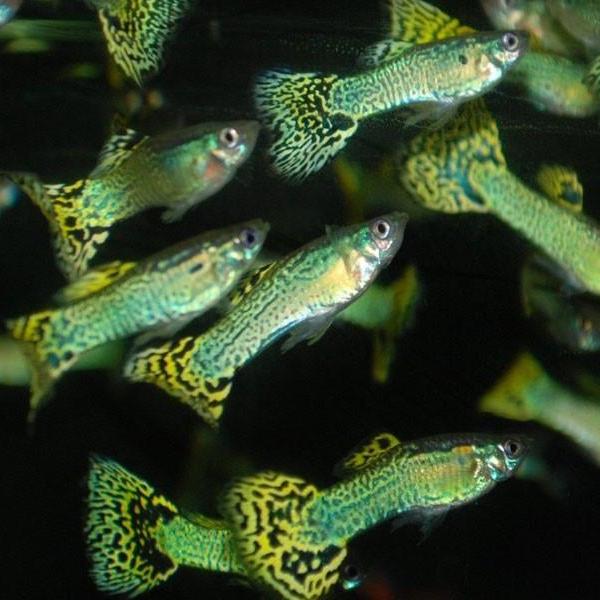 Fancy Guppy Pair (Green Cobra)