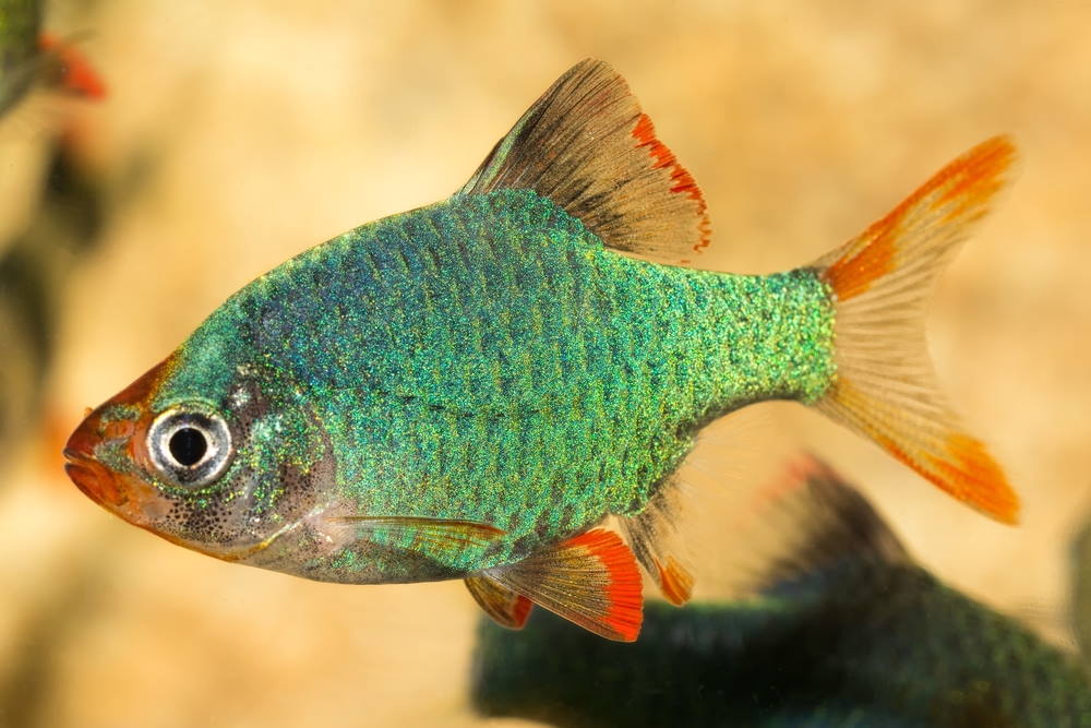 Green Tiger Barb