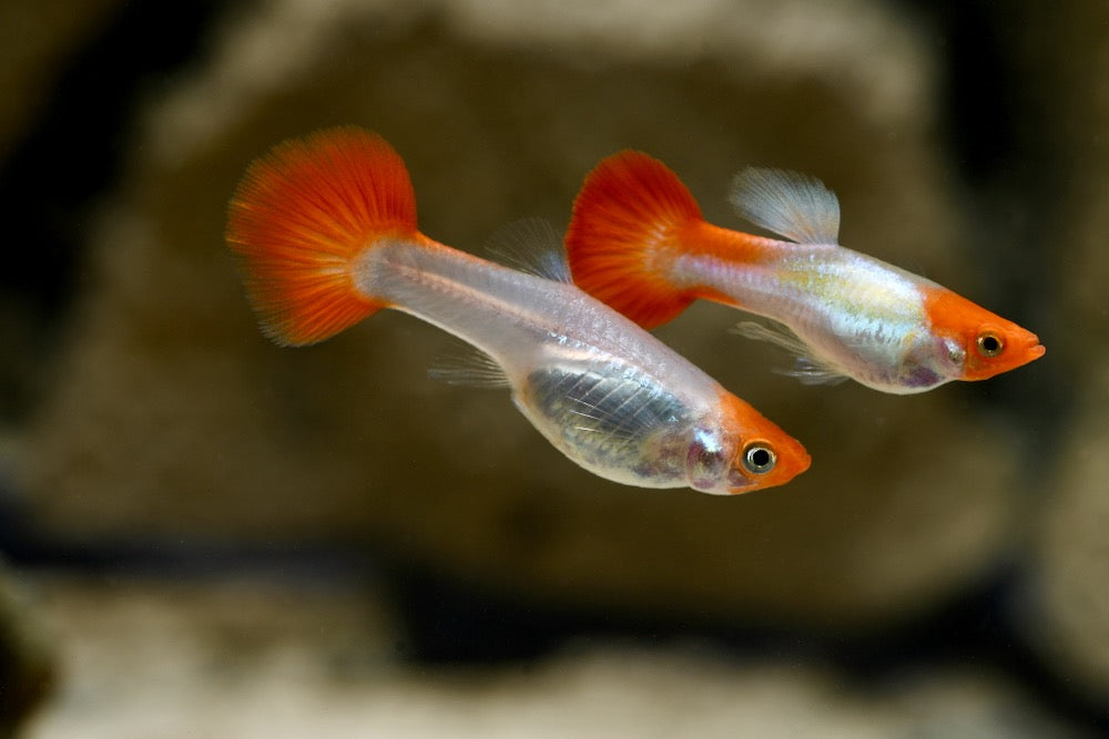 Koi Guppy Pair