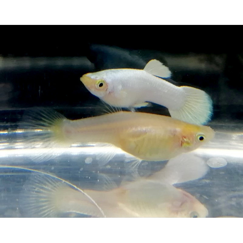 Platinum White Guppy Pair