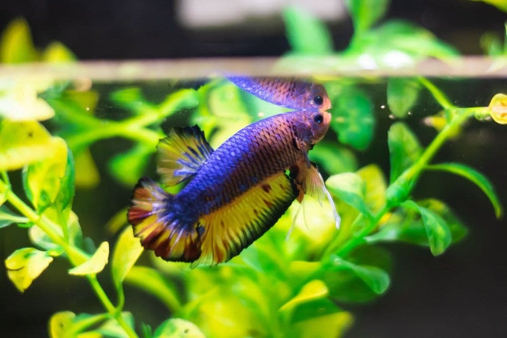 Assorted Halfmoon Male Betta