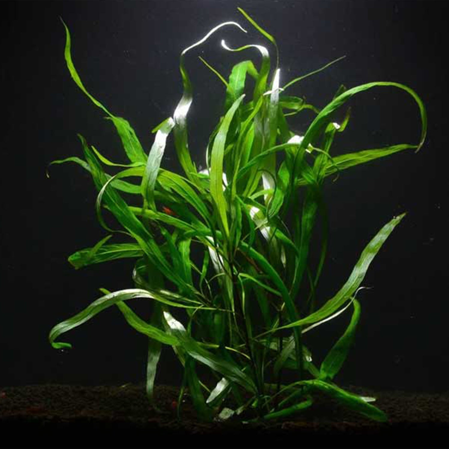 Willow Leaf Hygrophila